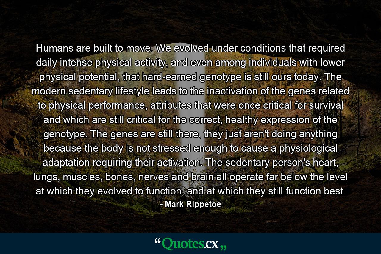 Humans are built to move. We evolved under conditions that required daily intense physical activity, and even among individuals with lower physical potential, that hard-earned genotype is still ours today. The modern sedentary lifestyle leads to the inactivation of the genes related to physical performance, attributes that were once critical for survival and which are still critical for the correct, healthy expression of the genotype. The genes are still there, they just aren't doing anything because the body is not stressed enough to cause a physiological adaptation requiring their activation. The sedentary person's heart, lungs, muscles, bones, nerves and brain all operate far below the level at which they evolved to function, and at which they still function best. - Quote by Mark Rippetoe