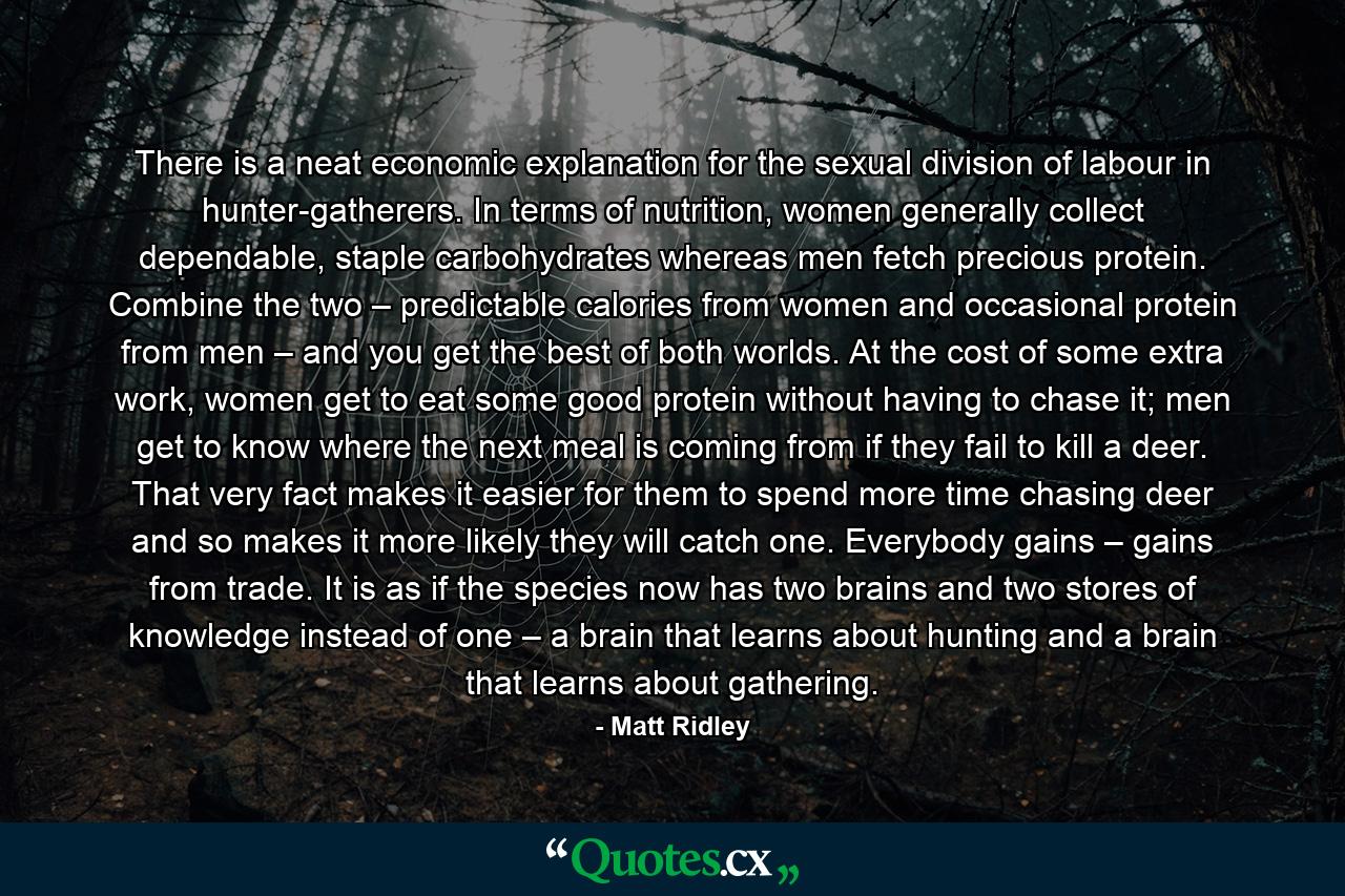 There is a neat economic explanation for the sexual division of labour in hunter-gatherers. In terms of nutrition, women generally collect dependable, staple carbohydrates whereas men fetch precious protein. Combine the two – predictable calories from women and occasional protein from men – and you get the best of both worlds. At the cost of some extra work, women get to eat some good protein without having to chase it; men get to know where the next meal is coming from if they fail to kill a deer. That very fact makes it easier for them to spend more time chasing deer and so makes it more likely they will catch one. Everybody gains – gains from trade. It is as if the species now has two brains and two stores of knowledge instead of one – a brain that learns about hunting and a brain that learns about gathering. - Quote by Matt Ridley