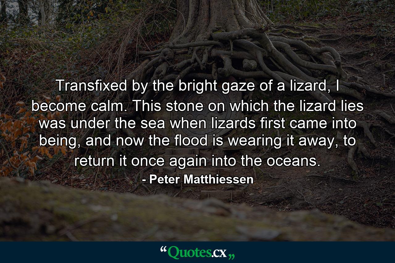 Transfixed by the bright gaze of a lizard, I become calm. This stone on which the lizard lies was under the sea when lizards first came into being, and now the flood is wearing it away, to return it once again into the oceans. - Quote by Peter Matthiessen