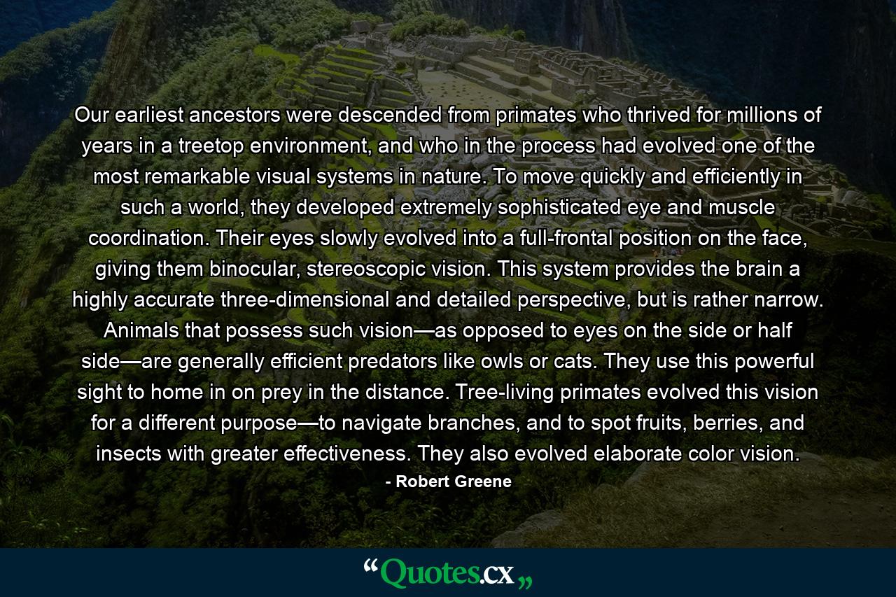 Our earliest ancestors were descended from primates who thrived for millions of years in a treetop environment, and who in the process had evolved one of the most remarkable visual systems in nature. To move quickly and efficiently in such a world, they developed extremely sophisticated eye and muscle coordination. Their eyes slowly evolved into a full-frontal position on the face, giving them binocular, stereoscopic vision. This system provides the brain a highly accurate three-dimensional and detailed perspective, but is rather narrow. Animals that possess such vision—as opposed to eyes on the side or half side—are generally efficient predators like owls or cats. They use this powerful sight to home in on prey in the distance. Tree-living primates evolved this vision for a different purpose—to navigate branches, and to spot fruits, berries, and insects with greater effectiveness. They also evolved elaborate color vision. - Quote by Robert Greene