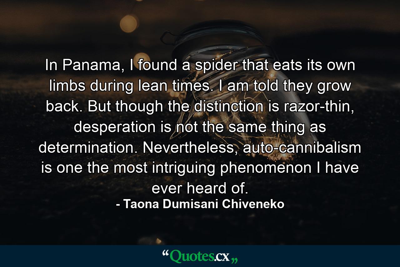 In Panama, I found a spider that eats its own limbs during lean times. I am told they grow back. But though the distinction is razor-thin, desperation is not the same thing as determination. Nevertheless, auto-cannibalism is one the most intriguing phenomenon I have ever heard of. - Quote by Taona Dumisani Chiveneko