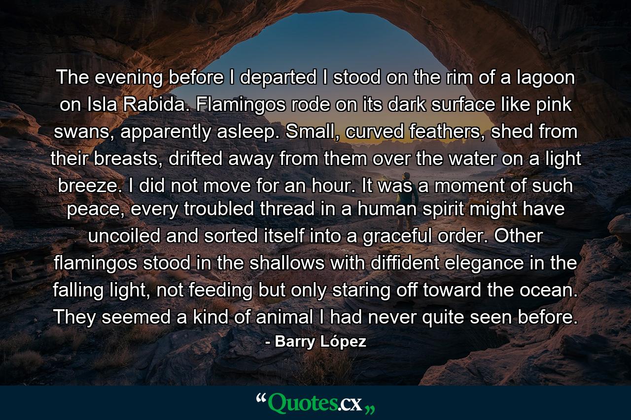The evening before I departed I stood on the rim of a lagoon on Isla Rabida. Flamingos rode on its dark surface like pink swans, apparently asleep. Small, curved feathers, shed from their breasts, drifted away from them over the water on a light breeze. I did not move for an hour. It was a moment of such peace, every troubled thread in a human spirit might have uncoiled and sorted itself into a graceful order. Other flamingos stood in the shallows with diffident elegance in the falling light, not feeding but only staring off toward the ocean. They seemed a kind of animal I had never quite seen before. - Quote by Barry López