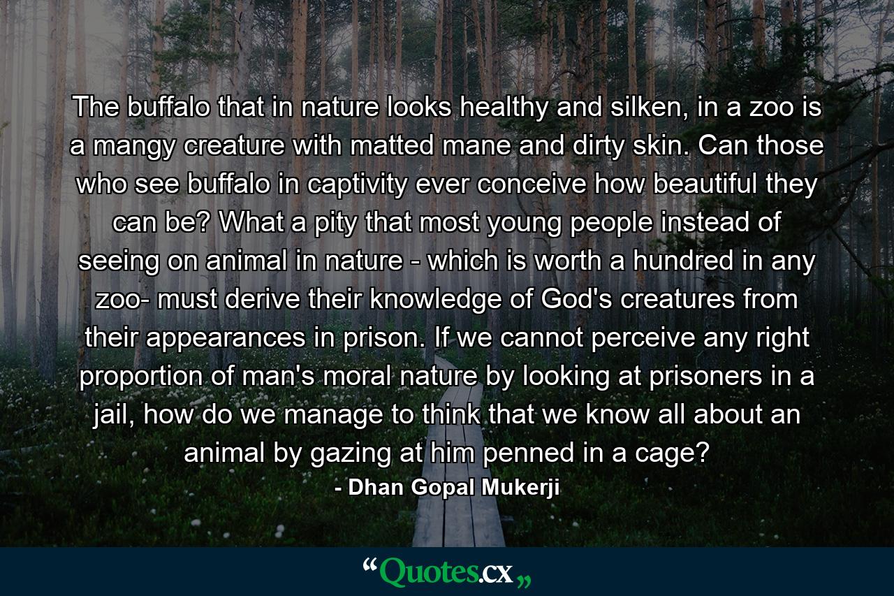 The buffalo that in nature looks healthy and silken, in a zoo is a mangy creature with matted mane and dirty skin. Can those who see buffalo in captivity ever conceive how beautiful they can be? What a pity that most young people instead of seeing on animal in nature - which is worth a hundred in any zoo- must derive their knowledge of God's creatures from their appearances in prison. If we cannot perceive any right proportion of man's moral nature by looking at prisoners in a jail, how do we manage to think that we know all about an animal by gazing at him penned in a cage? - Quote by Dhan Gopal Mukerji