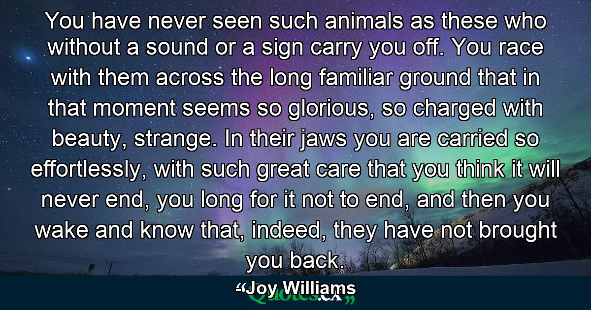 You have never seen such animals as these who without a sound or a sign carry you off. You race with them across the long familiar ground that in that moment seems so glorious, so charged with beauty, strange. In their jaws you are carried so effortlessly, with such great care that you think it will never end, you long for it not to end, and then you wake and know that, indeed, they have not brought you back. - Quote by Joy Williams