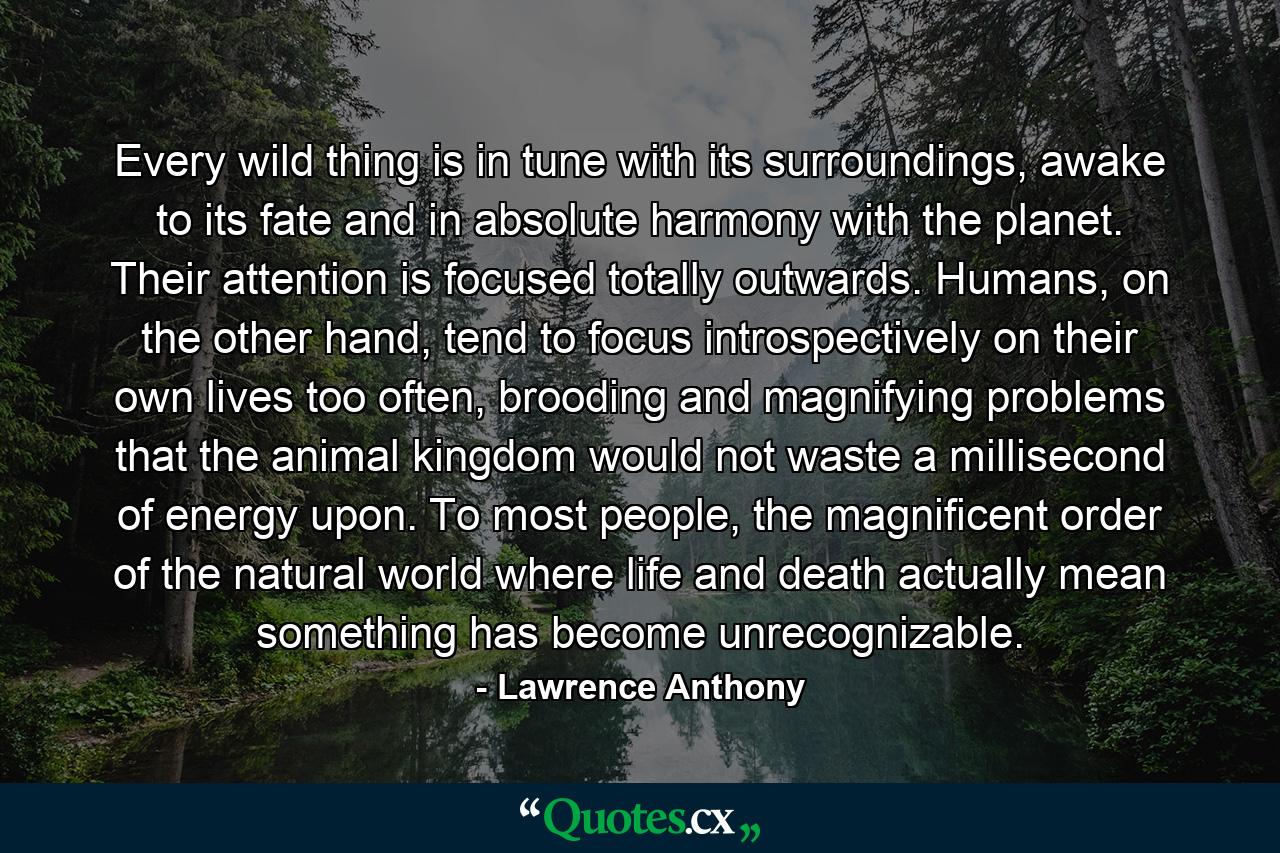 Every wild thing is in tune with its surroundings, awake to its fate and in absolute harmony with the planet. Their attention is focused totally outwards. Humans, on the other hand, tend to focus introspectively on their own lives too often, brooding and magnifying problems that the animal kingdom would not waste a millisecond of energy upon. To most people, the magnificent order of the natural world where life and death actually mean something has become unrecognizable. - Quote by Lawrence Anthony