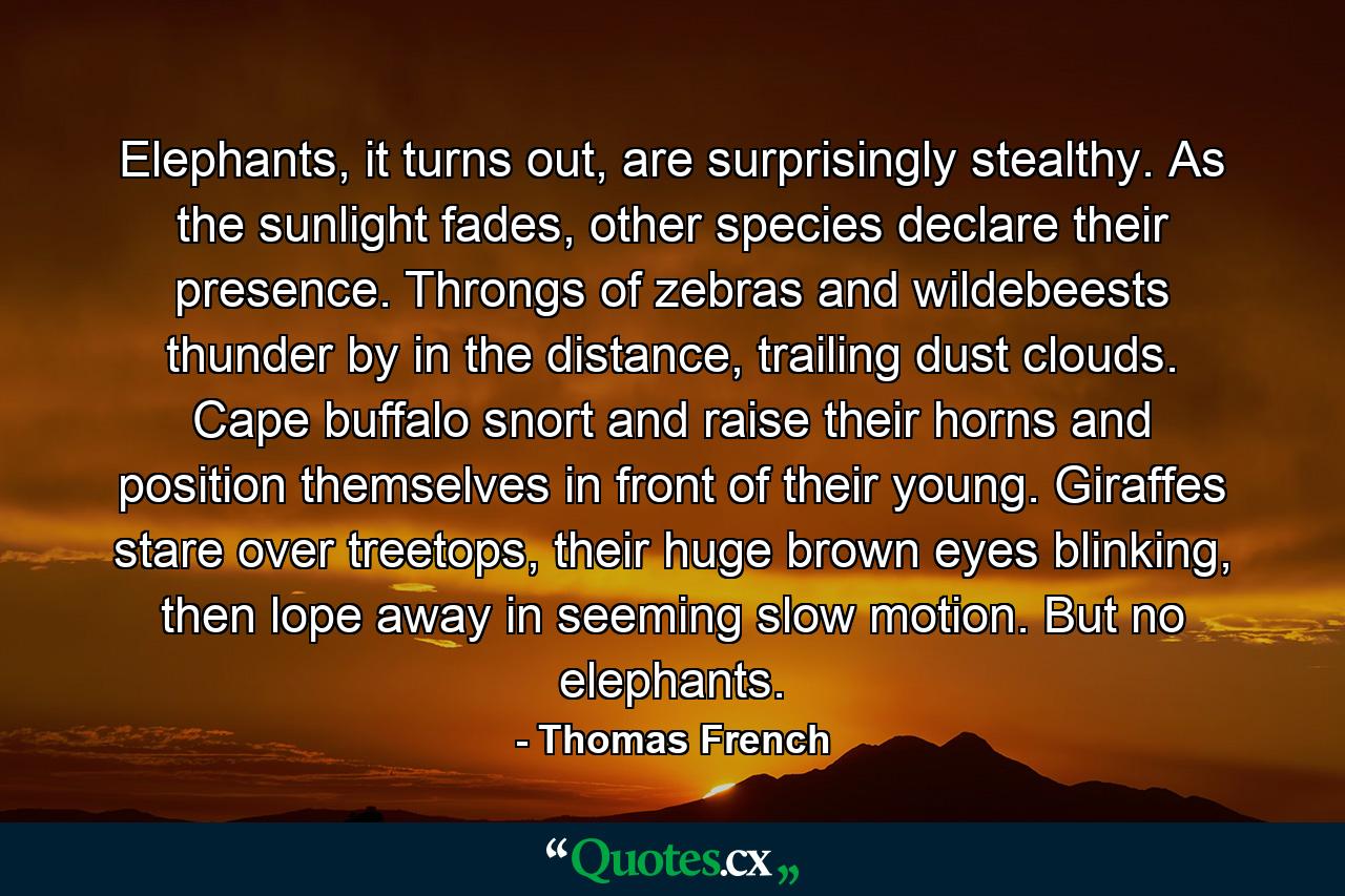 Elephants, it turns out, are surprisingly stealthy. As the sunlight fades, other species declare their presence. Throngs of zebras and wildebeests thunder by in the distance, trailing dust clouds. Cape buffalo snort and raise their horns and position themselves in front of their young. Giraffes stare over treetops, their huge brown eyes blinking, then lope away in seeming slow motion. But no elephants. - Quote by Thomas French