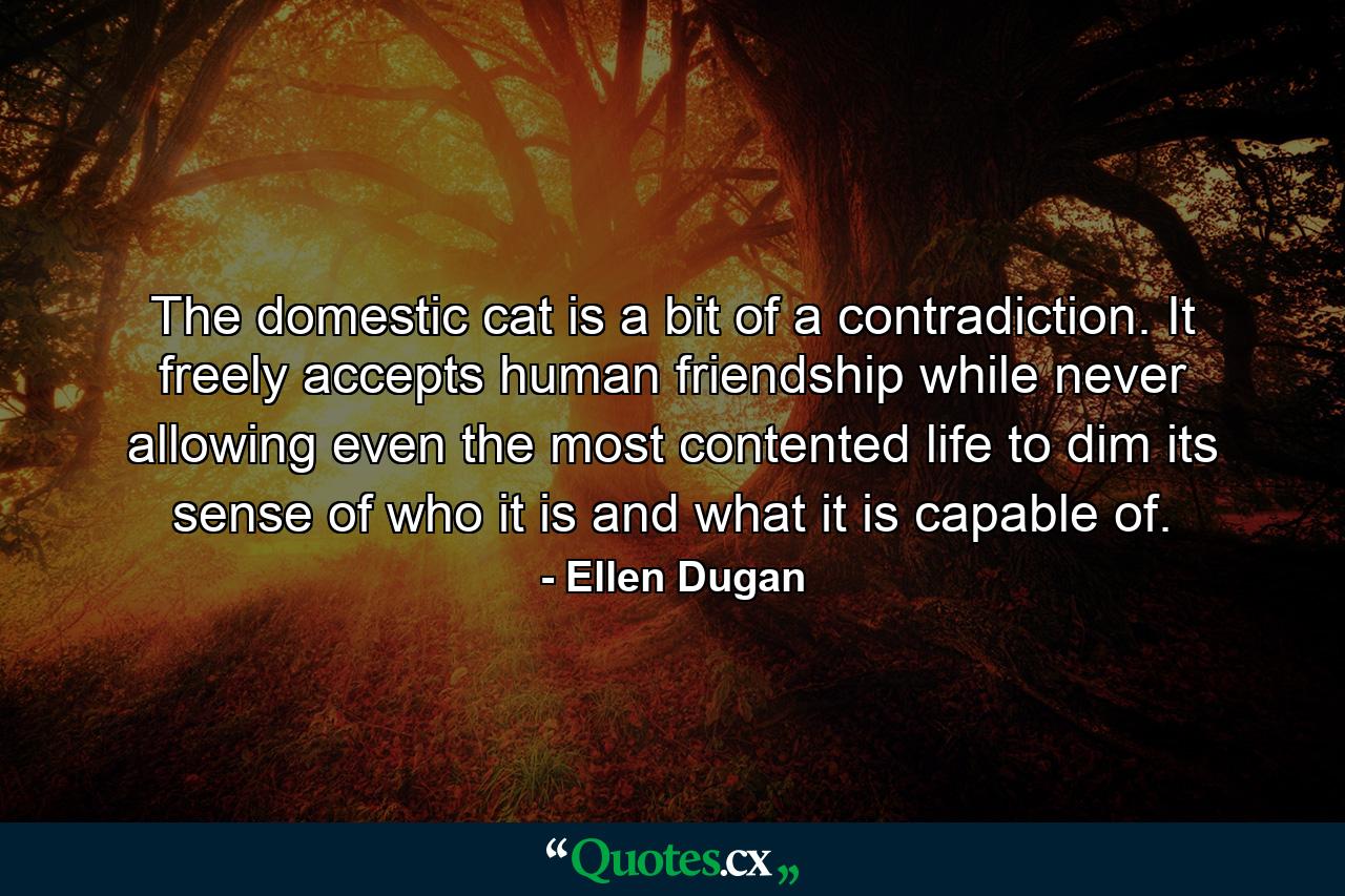 The domestic cat is a bit of a contradiction. It freely accepts human friendship while never allowing even the most contented life to dim its sense of who it is and what it is capable of. - Quote by Ellen Dugan