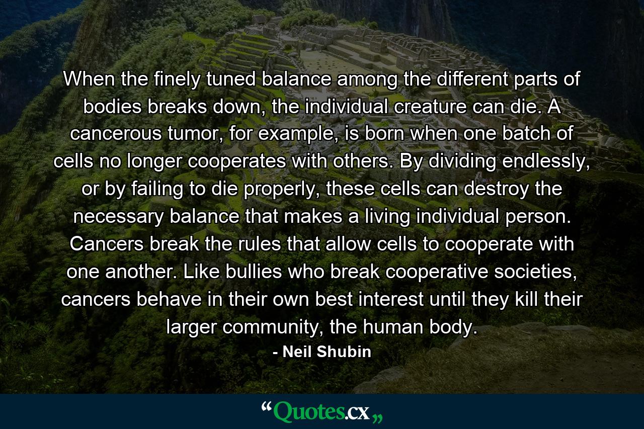 When the finely tuned balance among the different parts of bodies breaks down, the individual creature can die. A cancerous tumor, for example, is born when one batch of cells no longer cooperates with others. By dividing endlessly, or by failing to die properly, these cells can destroy the necessary balance that makes a living individual person. Cancers break the rules that allow cells to cooperate with one another. Like bullies who break cooperative societies, cancers behave in their own best interest until they kill their larger community, the human body. - Quote by Neil Shubin