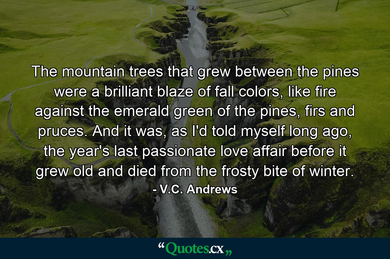 The mountain trees that grew between the pines were a brilliant blaze of fall colors, like fire against the emerald green of the pines, firs and pruces. And it was, as I'd told myself long ago, the year's last passionate love affair before it grew old and died from the frosty bite of winter. - Quote by V.C. Andrews