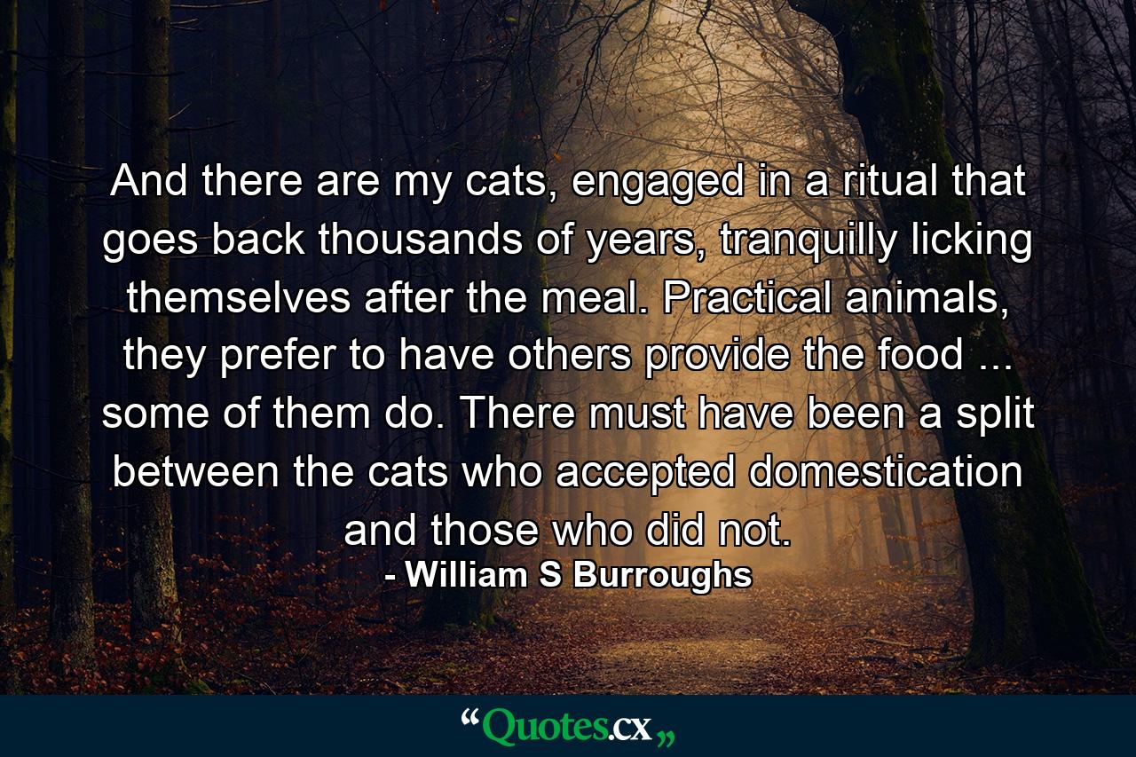 And there are my cats, engaged in a ritual that goes back thousands of years, tranquilly licking themselves after the meal. Practical animals, they prefer to have others provide the food ... some of them do. There must have been a split between the cats who accepted domestication and those who did not. - Quote by William S Burroughs