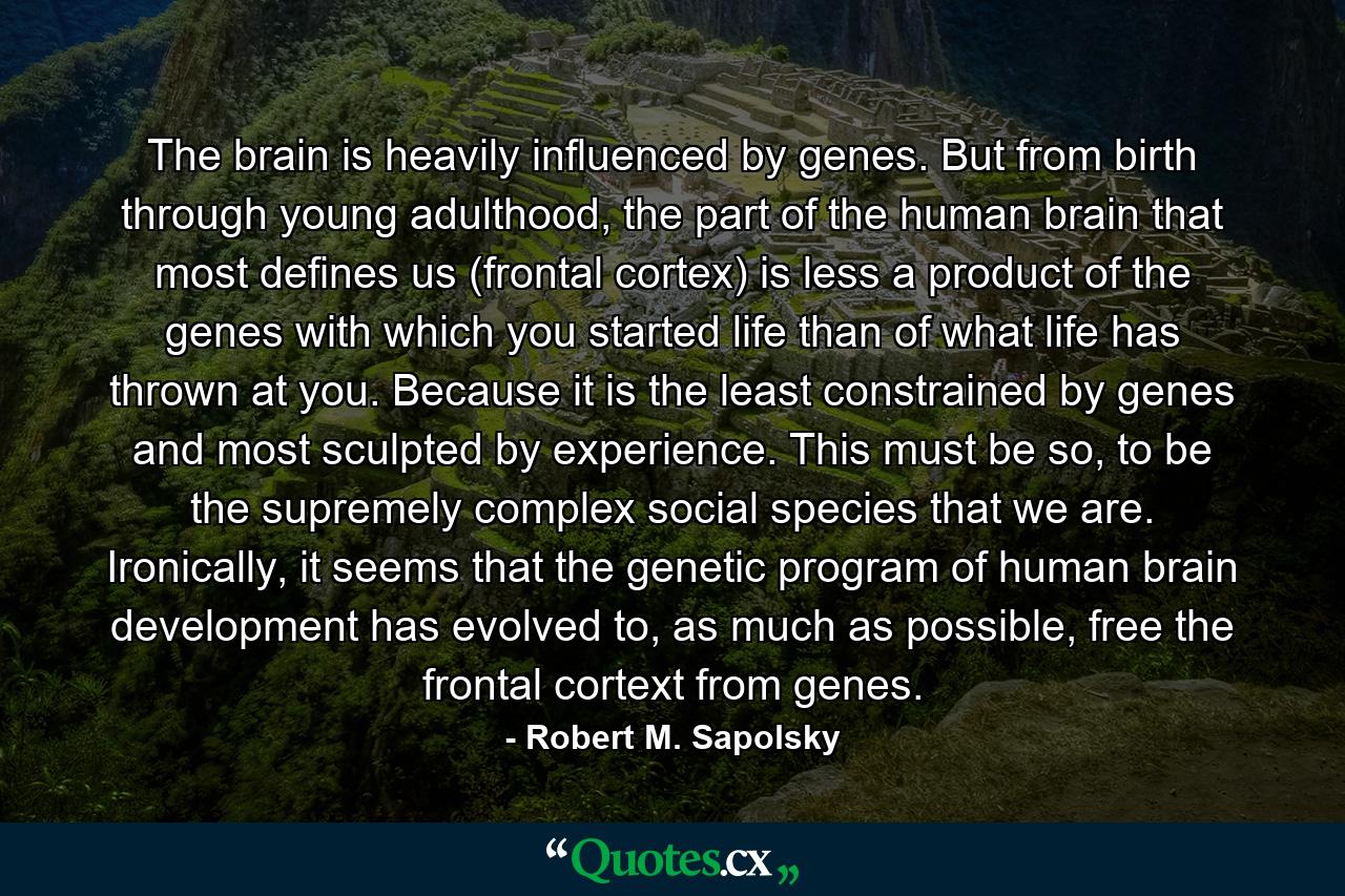 The brain is heavily influenced by genes. But from birth through young adulthood, the part of the human brain that most defines us (frontal cortex) is less a product of the genes with which you started life than of what life has thrown at you. Because it is the least constrained by genes and most sculpted by experience. This must be so, to be the supremely complex social species that we are. Ironically, it seems that the genetic program of human brain development has evolved to, as much as possible, free the frontal cortext from genes. - Quote by Robert M. Sapolsky