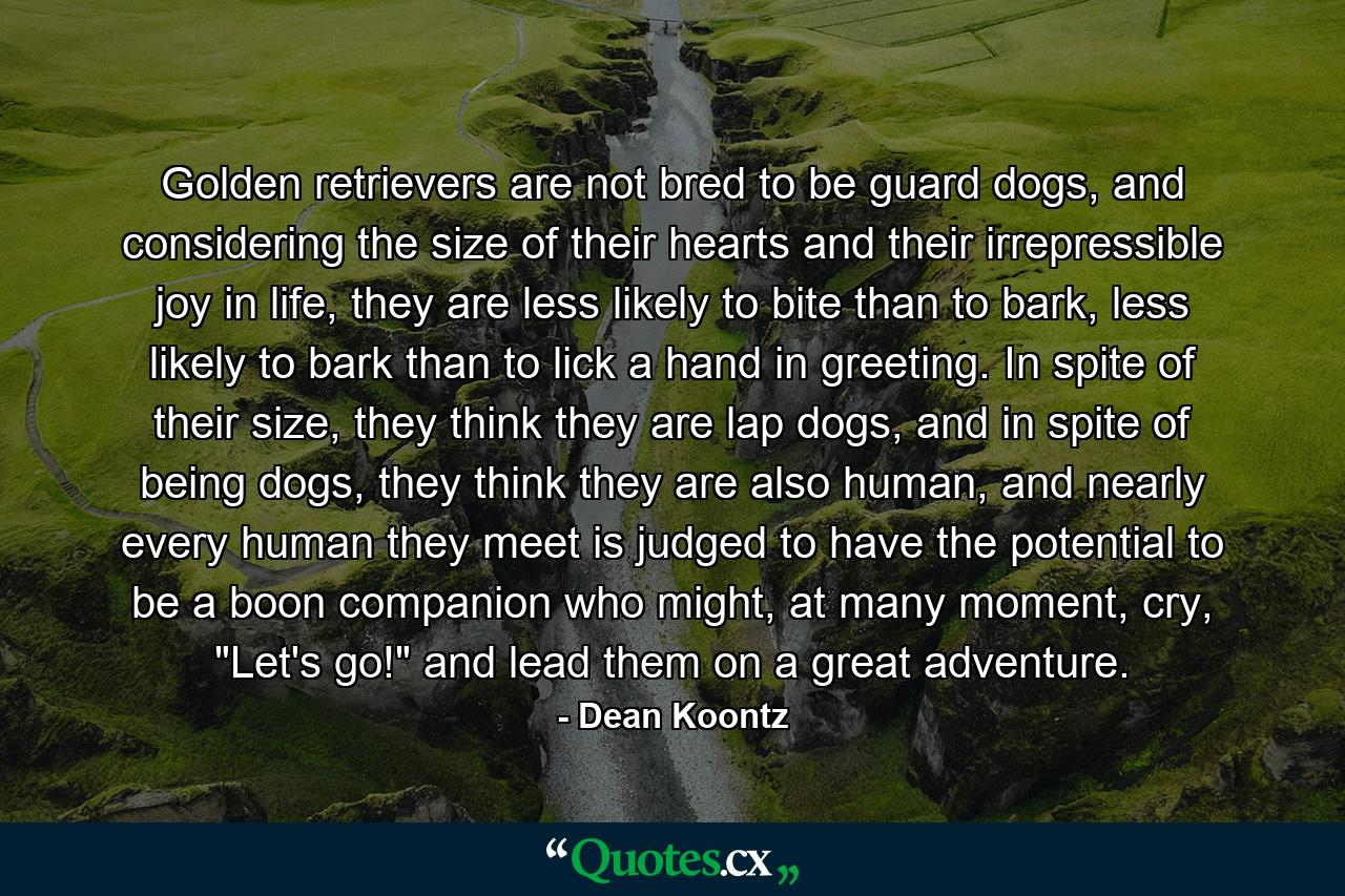 Golden retrievers are not bred to be guard dogs, and considering the size of their hearts and their irrepressible joy in life, they are less likely to bite than to bark, less likely to bark than to lick a hand in greeting. In spite of their size, they think they are lap dogs, and in spite of being dogs, they think they are also human, and nearly every human they meet is judged to have the potential to be a boon companion who might, at many moment, cry, 