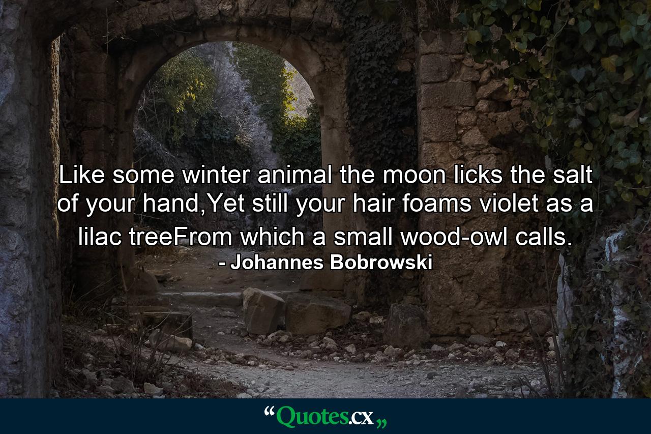 Like some winter animal the moon licks the salt of your hand,Yet still your hair foams violet as a lilac treeFrom which a small wood-owl calls. - Quote by Johannes Bobrowski