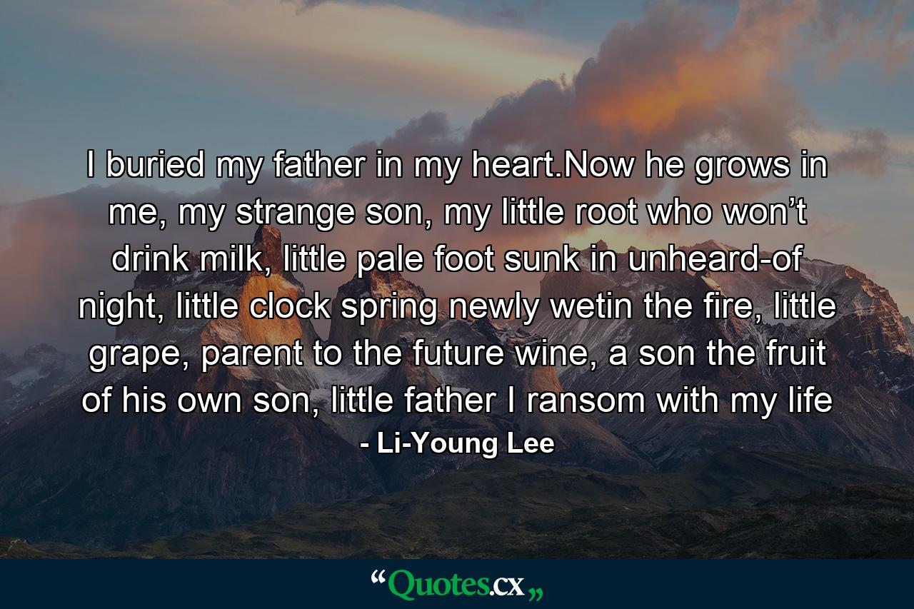 I buried my father in my heart.Now he grows in me, my strange son, my little root who won’t drink milk, little pale foot sunk in unheard-of night, little clock spring newly wetin the fire, little grape, parent to the future wine, a son the fruit of his own son, little father I ransom with my life - Quote by Li-Young Lee