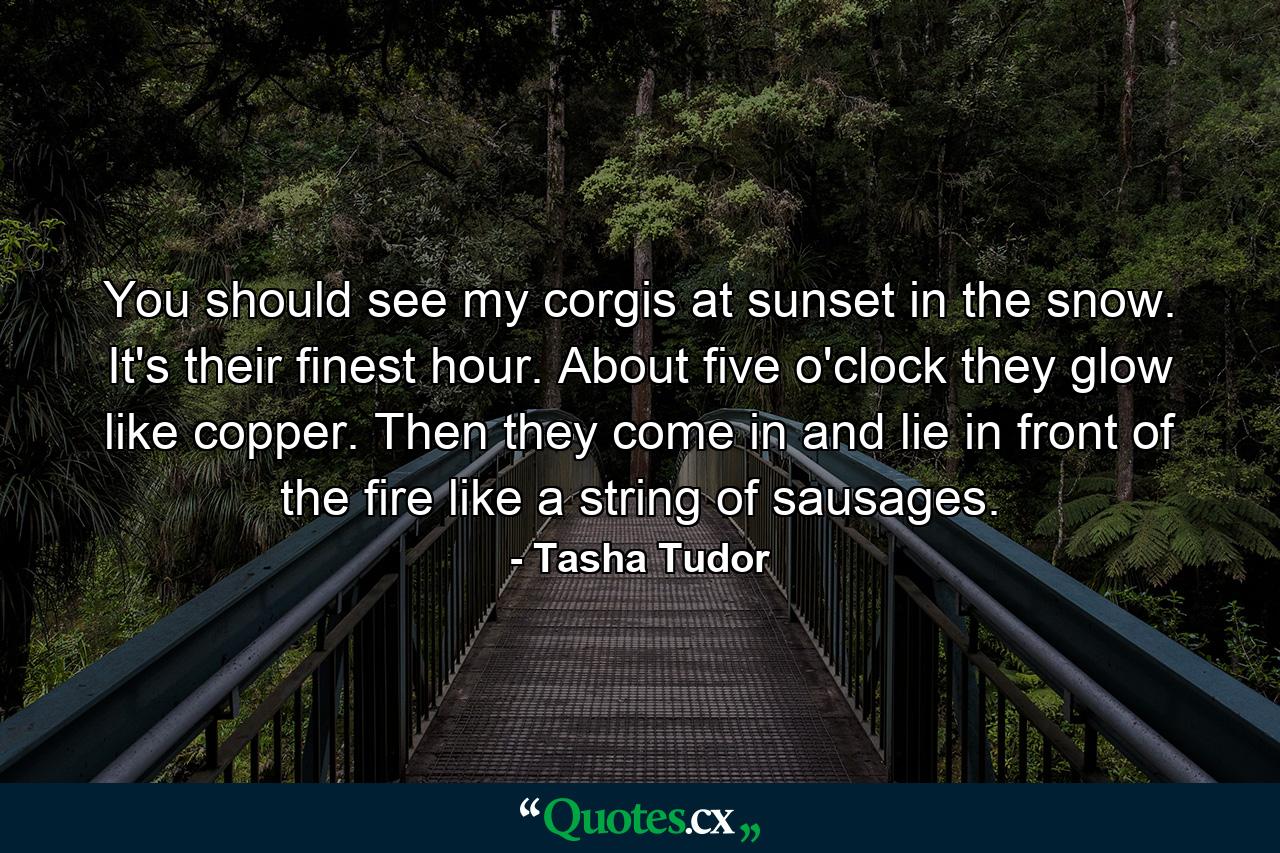 You should see my corgis at sunset in the snow. It's their finest hour. About five o'clock they glow like copper. Then they come in and lie in front of the fire like a string of sausages. - Quote by Tasha Tudor