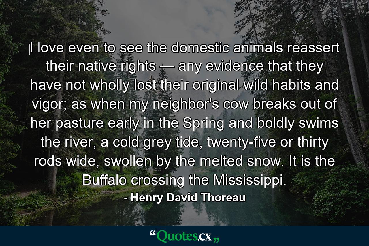 ‎I love even to see the domestic animals reassert their native rights — any evidence that they have not wholly lost their original wild habits and vigor; as when my neighbor's cow breaks out of her pasture early in the Spring and boldly swims the river, a cold grey tide, twenty-five or thirty rods wide, swollen by the melted snow. It is the Buffalo crossing the Mississippi. - Quote by Henry David Thoreau