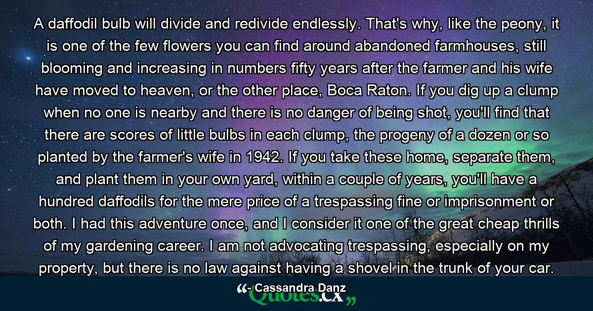A daffodil bulb will divide and redivide endlessly. That's why, like the peony, it is one of the few flowers you can find around abandoned farmhouses, still blooming and increasing in numbers fifty years after the farmer and his wife have moved to heaven, or the other place, Boca Raton. If you dig up a clump when no one is nearby and there is no danger of being shot, you'll find that there are scores of little bulbs in each clump, the progeny of a dozen or so planted by the farmer's wife in 1942. If you take these home, separate them, and plant them in your own yard, within a couple of years, you'll have a hundred daffodils for the mere price of a trespassing fine or imprisonment or both. I had this adventure once, and I consider it one of the great cheap thrills of my gardening career. I am not advocating trespassing, especially on my property, but there is no law against having a shovel in the trunk of your car. - Quote by Cassandra Danz