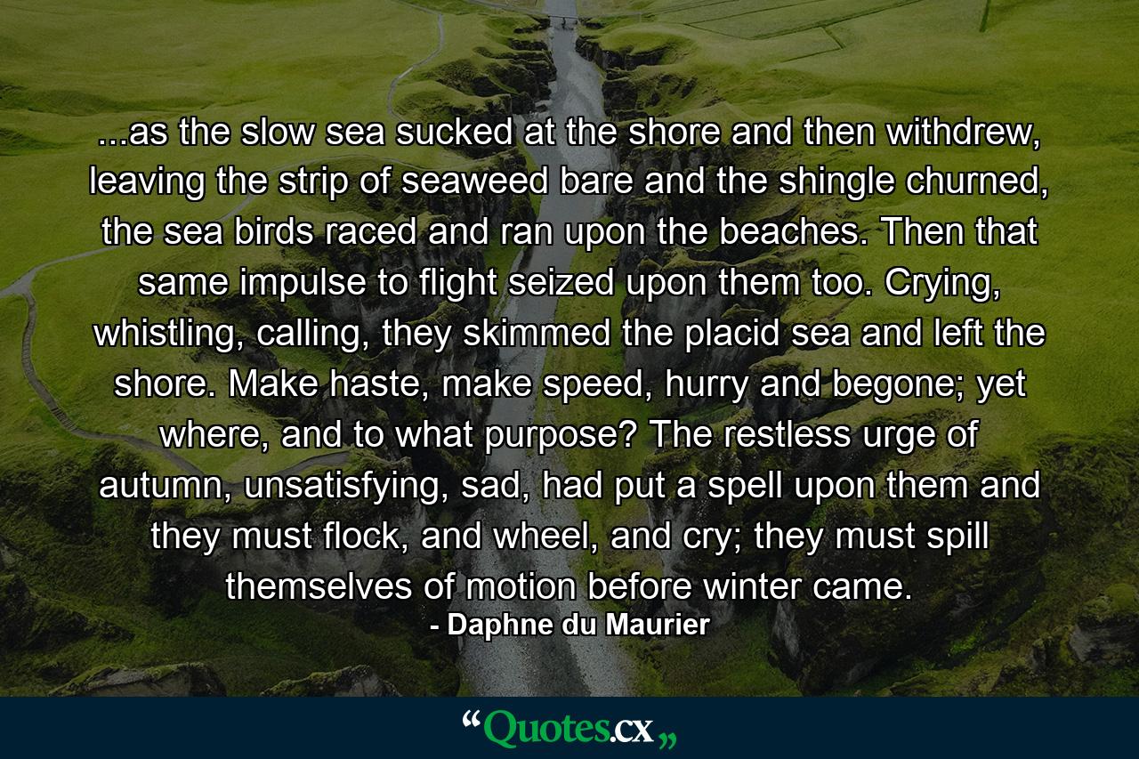 ...as the slow sea sucked at the shore and then withdrew, leaving the strip of seaweed bare and the shingle churned, the sea birds raced and ran upon the beaches. Then that same impulse to flight seized upon them too. Crying, whistling, calling, they skimmed the placid sea and left the shore. Make haste, make speed, hurry and begone; yet where, and to what purpose? The restless urge of autumn, unsatisfying, sad, had put a spell upon them and they must flock, and wheel, and cry; they must spill themselves of motion before winter came. - Quote by Daphne du Maurier