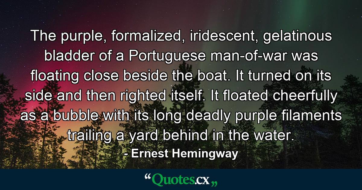 The purple, formalized, iridescent, gelatinous bladder of a Portuguese man-of-war was floating close beside the boat. It turned on its side and then righted itself. It floated cheerfully as a bubble with its long deadly purple filaments trailing a yard behind in the water. - Quote by Ernest Hemingway