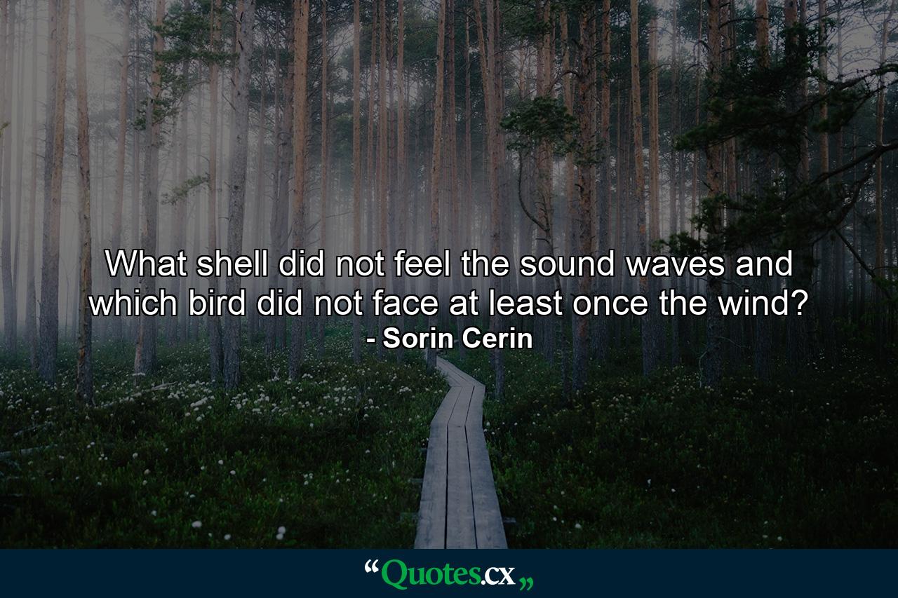 What shell did not feel the sound waves and which bird did not face at least once the wind? - Quote by Sorin Cerin