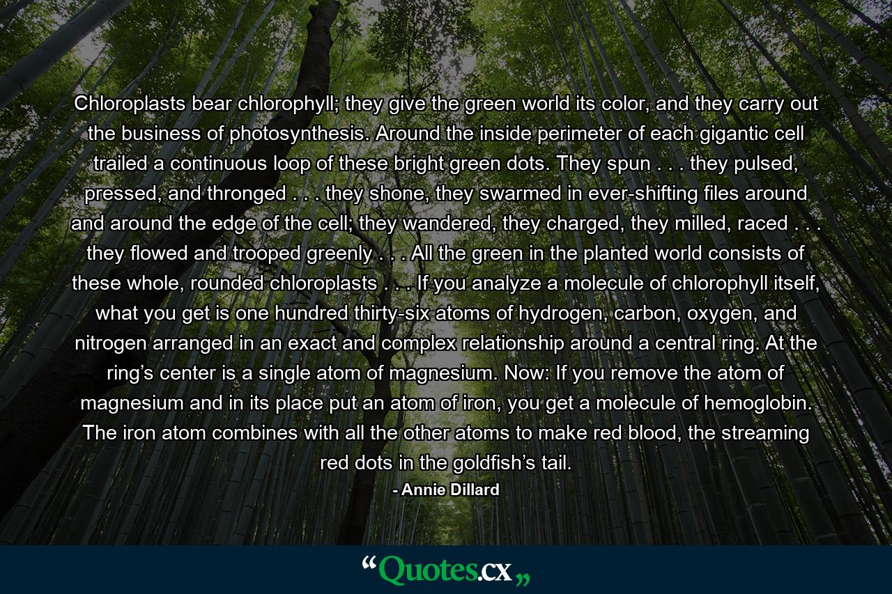 Chloroplasts bear chlorophyll; they give the green world its color, and they carry out the business of photosynthesis. Around the inside perimeter of each gigantic cell trailed a continuous loop of these bright green dots. They spun . . . they pulsed, pressed, and thronged . . . they shone, they swarmed in ever-shifting files around and around the edge of the cell; they wandered, they charged, they milled, raced . . . they flowed and trooped greenly . . . All the green in the planted world consists of these whole, rounded chloroplasts . . . If you analyze a molecule of chlorophyll itself, what you get is one hundred thirty-six atoms of hydrogen, carbon, oxygen, and nitrogen arranged in an exact and complex relationship around a central ring. At the ring’s center is a single atom of magnesium. Now: If you remove the atom of magnesium and in its place put an atom of iron, you get a molecule of hemoglobin. The iron atom combines with all the other atoms to make red blood, the streaming red dots in the goldfish’s tail. - Quote by Annie Dillard