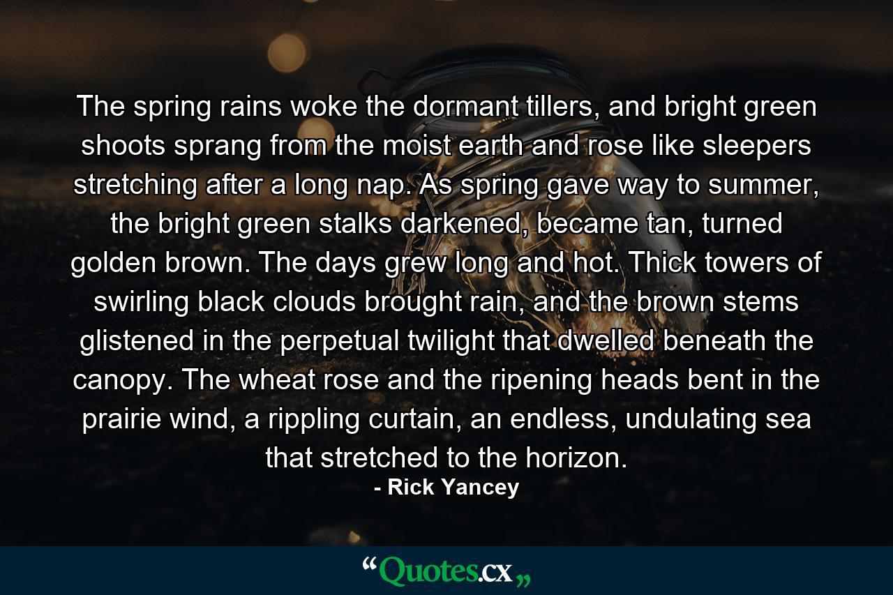 The spring rains woke the dormant tillers, and bright green shoots sprang from the moist earth and rose like sleepers stretching after a long nap. As spring gave way to summer, the bright green stalks darkened, became tan, turned golden brown. The days grew long and hot. Thick towers of swirling black clouds brought rain, and the brown stems glistened in the perpetual twilight that dwelled beneath the canopy. The wheat rose and the ripening heads bent in the prairie wind, a rippling curtain, an endless, undulating sea that stretched to the horizon. - Quote by Rick Yancey