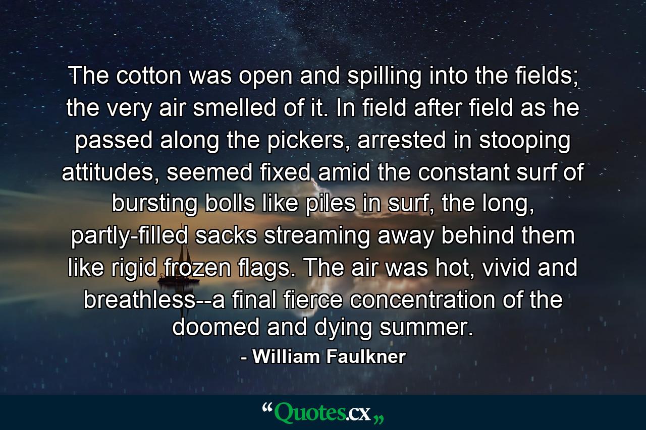 The cotton was open and spilling into the fields; the very air smelled of it. In field after field as he passed along the pickers, arrested in stooping attitudes, seemed fixed amid the constant surf of bursting bolls like piles in surf, the long, partly-filled sacks streaming away behind them like rigid frozen flags. The air was hot, vivid and breathless--a final fierce concentration of the doomed and dying summer. - Quote by William Faulkner