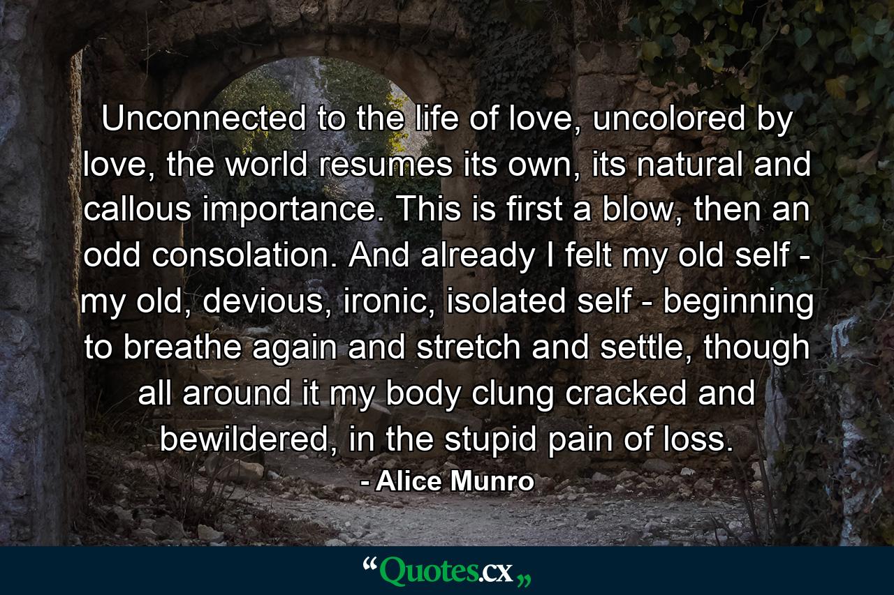 Unconnected to the life of love, uncolored by love, the world resumes its own, its natural and callous importance. This is first a blow, then an odd consolation. And already I felt my old self - my old, devious, ironic, isolated self - beginning to breathe again and stretch and settle, though all around it my body clung cracked and bewildered, in the stupid pain of loss. - Quote by Alice Munro