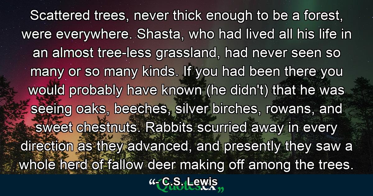 Scattered trees, never thick enough to be a forest, were everywhere. Shasta, who had lived all his life in an almost tree-less grassland, had never seen so many or so many kinds. If you had been there you would probably have known (he didn't) that he was seeing oaks, beeches, silver birches, rowans, and sweet chestnuts. Rabbits scurried away in every direction as they advanced, and presently they saw a whole herd of fallow deer making off among the trees. - Quote by C.S. Lewis