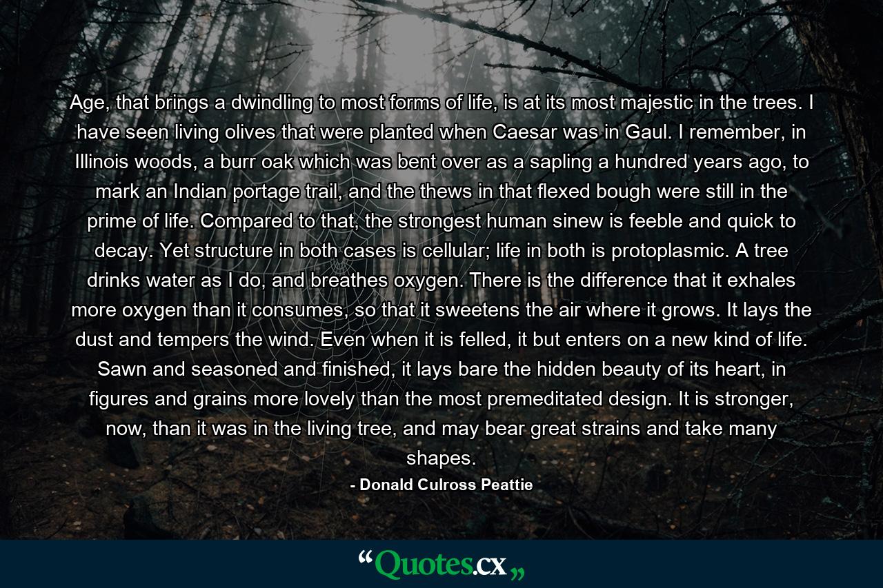 Age, that brings a dwindling to most forms of life, is at its most majestic in the trees. I have seen living olives that were planted when Caesar was in Gaul. I remember, in Illinois woods, a burr oak which was bent over as a sapling a hundred years ago, to mark an Indian portage trail, and the thews in that flexed bough were still in the prime of life. Compared to that, the strongest human sinew is feeble and quick to decay. Yet structure in both cases is cellular; life in both is protoplasmic. A tree drinks water as I do, and breathes oxygen. There is the difference that it exhales more oxygen than it consumes, so that it sweetens the air where it grows. It lays the dust and tempers the wind. Even when it is felled, it but enters on a new kind of life. Sawn and seasoned and finished, it lays bare the hidden beauty of its heart, in figures and grains more lovely than the most premeditated design. It is stronger, now, than it was in the living tree, and may bear great strains and take many shapes. - Quote by Donald Culross Peattie