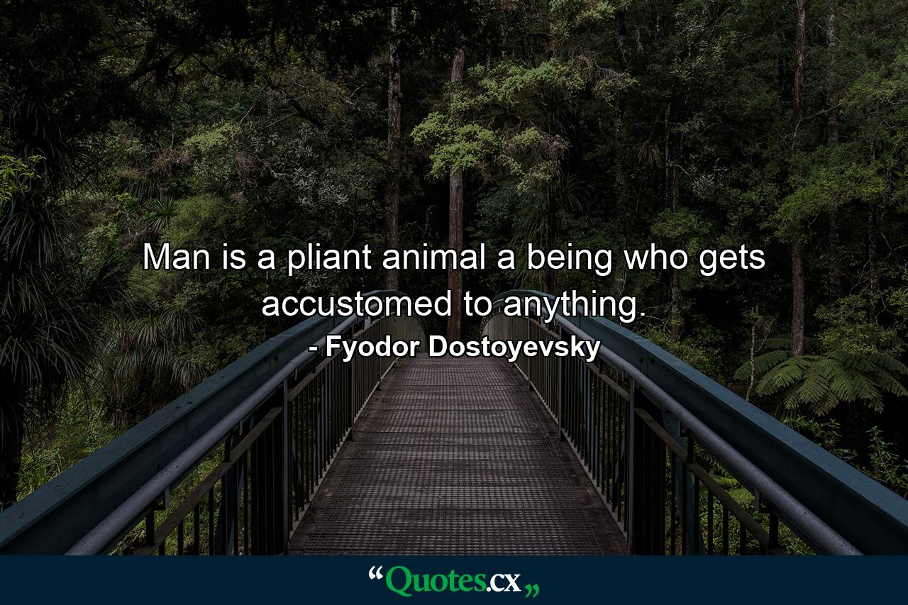 Man is a pliant animal  a being who gets accustomed to anything. - Quote by Fyodor Dostoyevsky