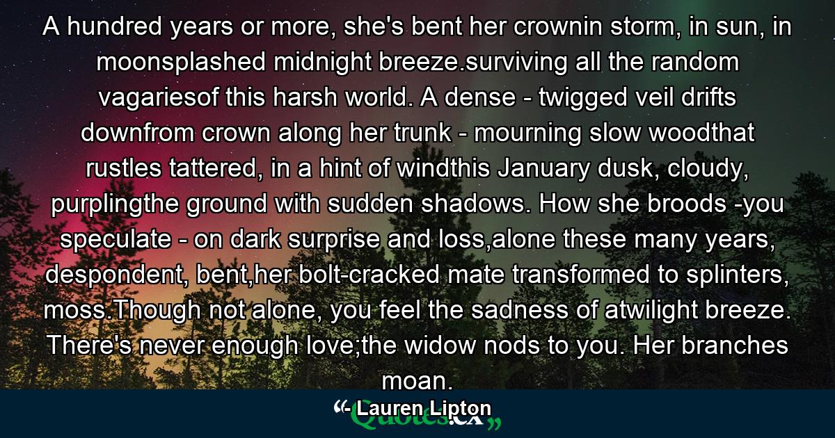 A hundred years or more, she's bent her crownin storm, in sun, in moonsplashed midnight breeze.surviving all the random vagariesof this harsh world. A dense - twigged veil drifts downfrom crown along her trunk - mourning slow woodthat rustles tattered, in a hint of windthis January dusk, cloudy, purplingthe ground with sudden shadows. How she broods -you speculate - on dark surprise and loss,alone these many years, despondent, bent,her bolt-cracked mate transformed to splinters, moss.Though not alone, you feel the sadness of atwilight breeze. There's never enough love;the widow nods to you. Her branches moan. - Quote by Lauren Lipton