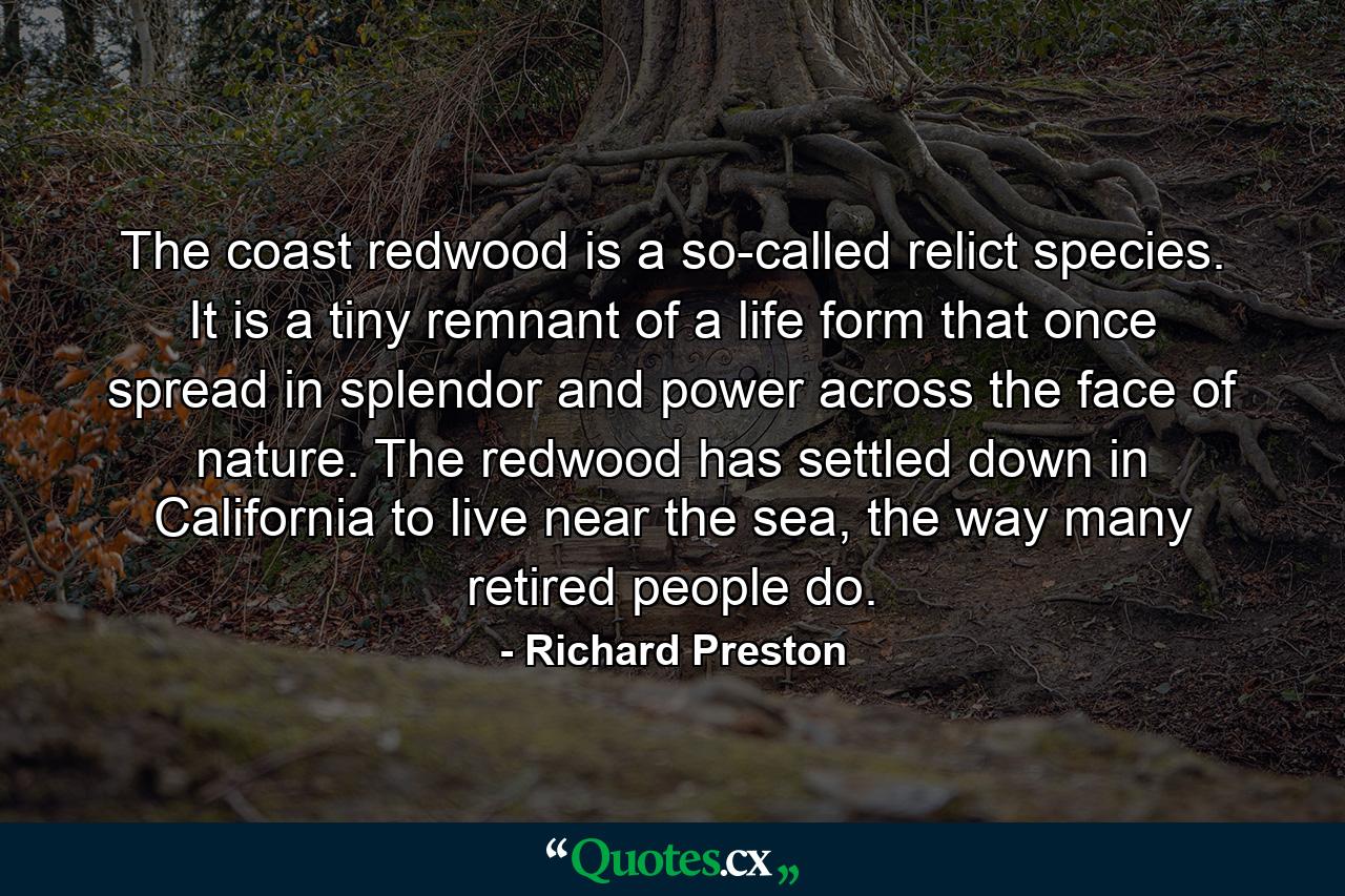 The coast redwood is a so-called relict species. It is a tiny remnant of a life form that once spread in splendor and power across the face of nature. The redwood has settled down in California to live near the sea, the way many retired people do. - Quote by Richard Preston