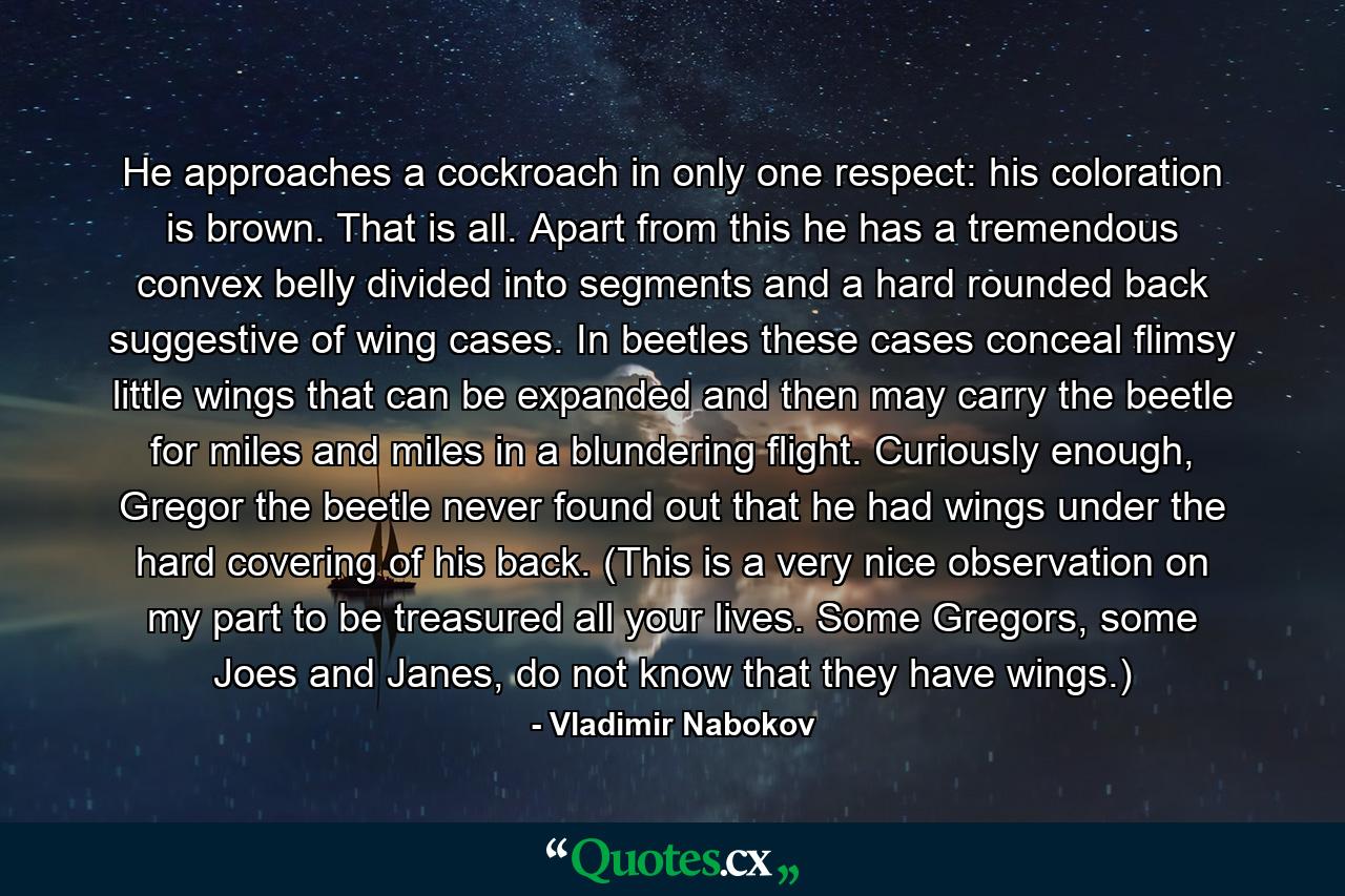 He approaches a cockroach in only one respect: his coloration is brown. That is all. Apart from this he has a tremendous convex belly divided into segments and a hard rounded back suggestive of wing cases. In beetles these cases conceal flimsy little wings that can be expanded and then may carry the beetle for miles and miles in a blundering flight. Curiously enough, Gregor the beetle never found out that he had wings under the hard covering of his back. (This is a very nice observation on my part to be treasured all your lives. Some Gregors, some Joes and Janes, do not know that they have wings.) - Quote by Vladimir Nabokov