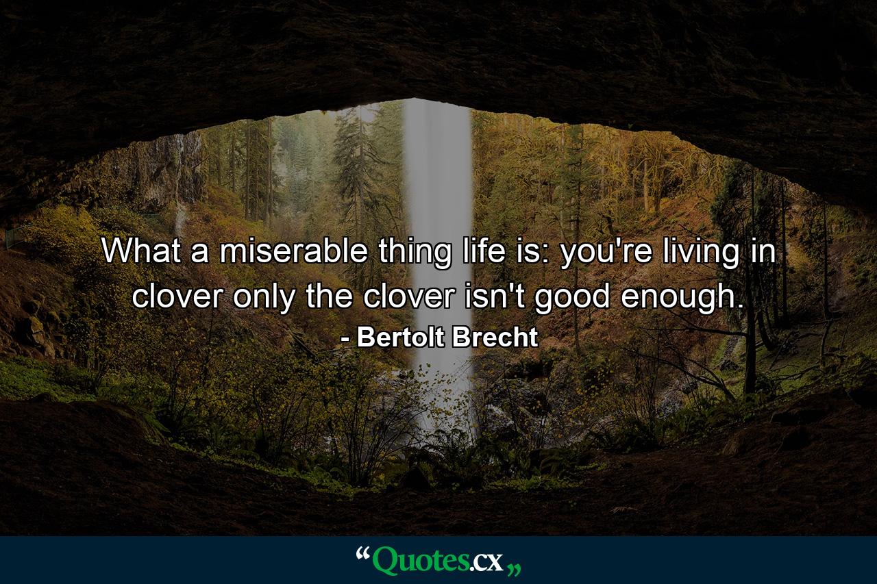 What a miserable thing life is: you're living in clover  only the clover isn't good enough. - Quote by Bertolt Brecht