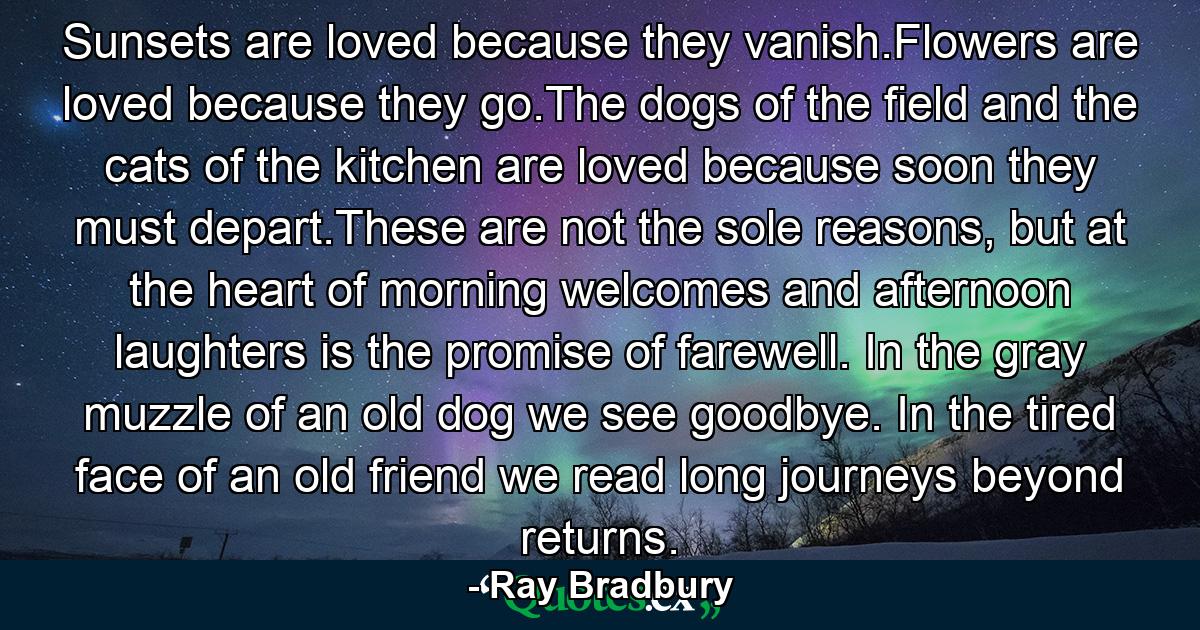 Sunsets are loved because they vanish.Flowers are loved because they go.The dogs of the field and the cats of the kitchen are loved because soon they must depart.These are not the sole reasons, but at the heart of morning welcomes and afternoon laughters is the promise of farewell. In the gray muzzle of an old dog we see goodbye. In the tired face of an old friend we read long journeys beyond returns. - Quote by Ray Bradbury