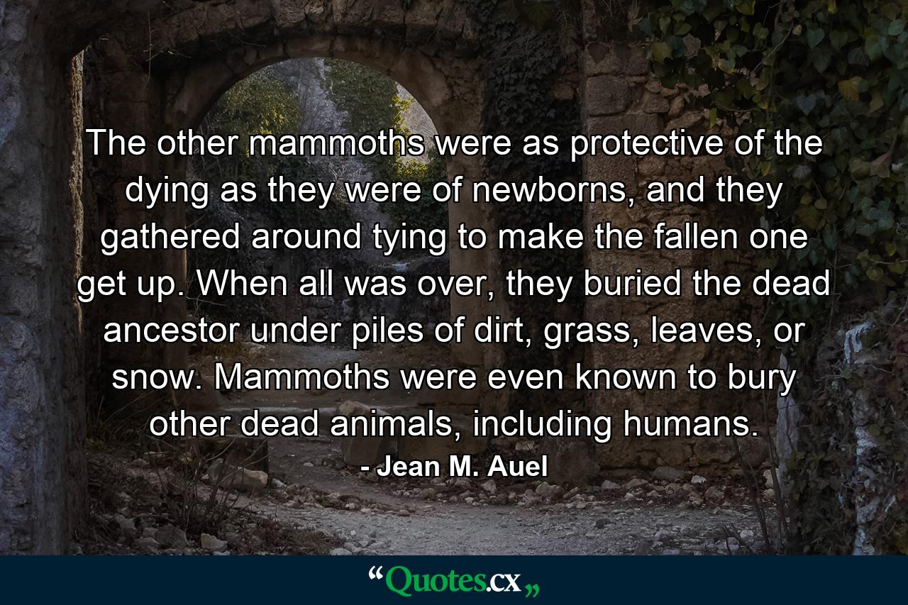 The other mammoths were as protective of the dying as they were of newborns, and they gathered around tying to make the fallen one get up. When all was over, they buried the dead ancestor under piles of dirt, grass, leaves, or snow. Mammoths were even known to bury other dead animals, including humans. - Quote by Jean M. Auel