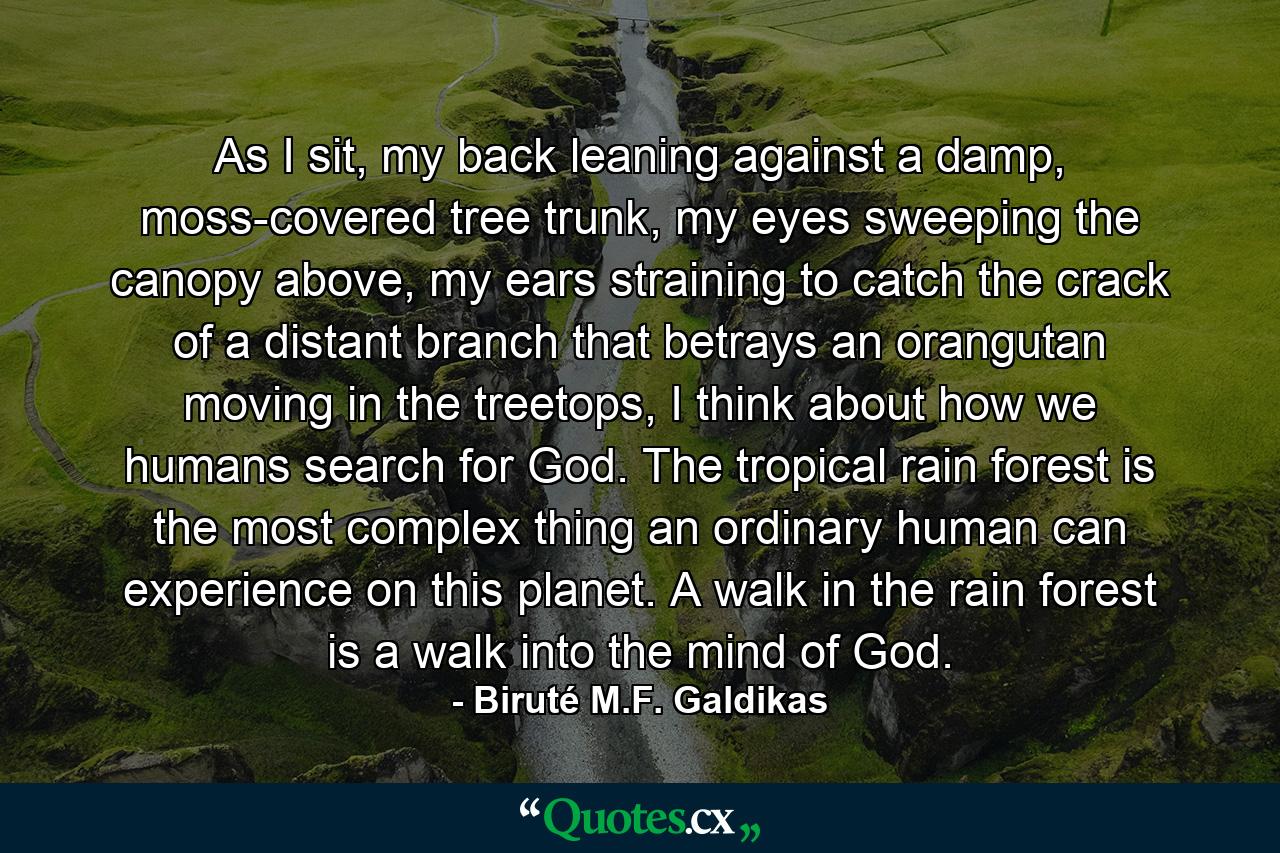 As I sit, my back leaning against a damp, moss-covered tree trunk, my eyes sweeping the canopy above, my ears straining to catch the crack of a distant branch that betrays an orangutan moving in the treetops, I think about how we humans search for God. The tropical rain forest is the most complex thing an ordinary human can experience on this planet. A walk in the rain forest is a walk into the mind of God. - Quote by Biruté M.F. Galdikas