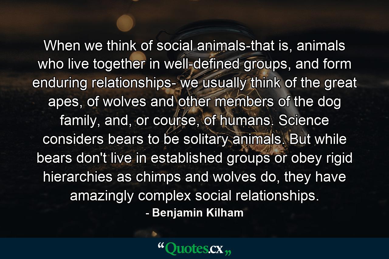 When we think of social animals-that is, animals who live together in well-defined groups, and form enduring relationships- we usually think of the great apes, of wolves and other members of the dog family, and, or course, of humans. Science considers bears to be solitary animals. But while bears don't live in established groups or obey rigid hierarchies as chimps and wolves do, they have amazingly complex social relationships. - Quote by Benjamin Kilham