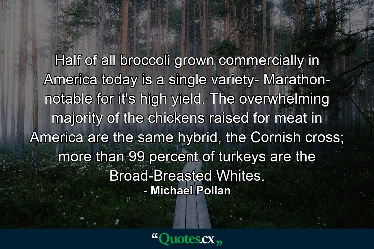 Half of all broccoli grown commercially in America today is a single variety- Marathon- notable for it's high yield. The overwhelming majority of the chickens raised for meat in America are the same hybrid, the Cornish cross; more than 99 percent of turkeys are the Broad-Breasted Whites. - Quote by Michael Pollan