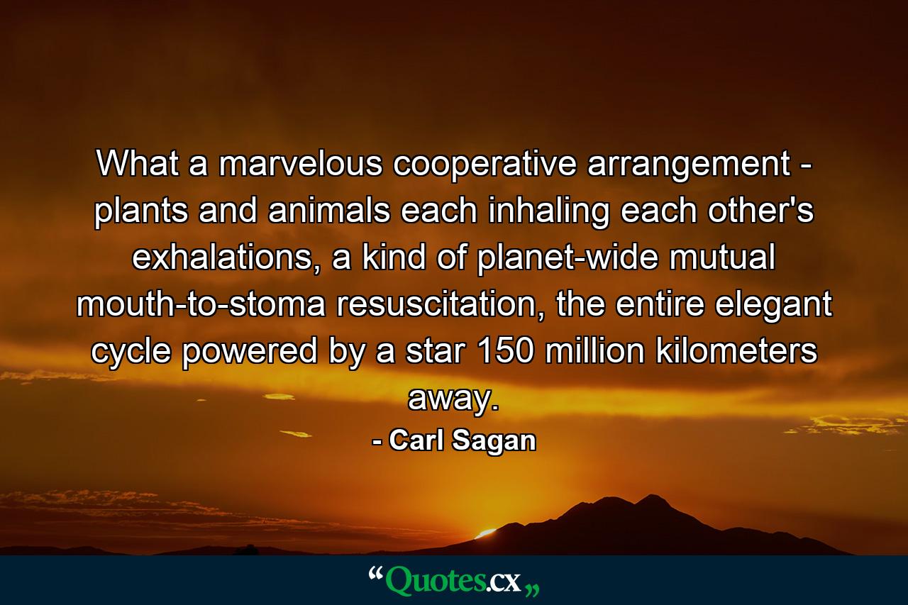 What a marvelous cooperative arrangement - plants and animals each inhaling each other's exhalations, a kind of planet-wide mutual mouth-to-stoma resuscitation, the entire elegant cycle powered by a star 150 million kilometers away. - Quote by Carl Sagan