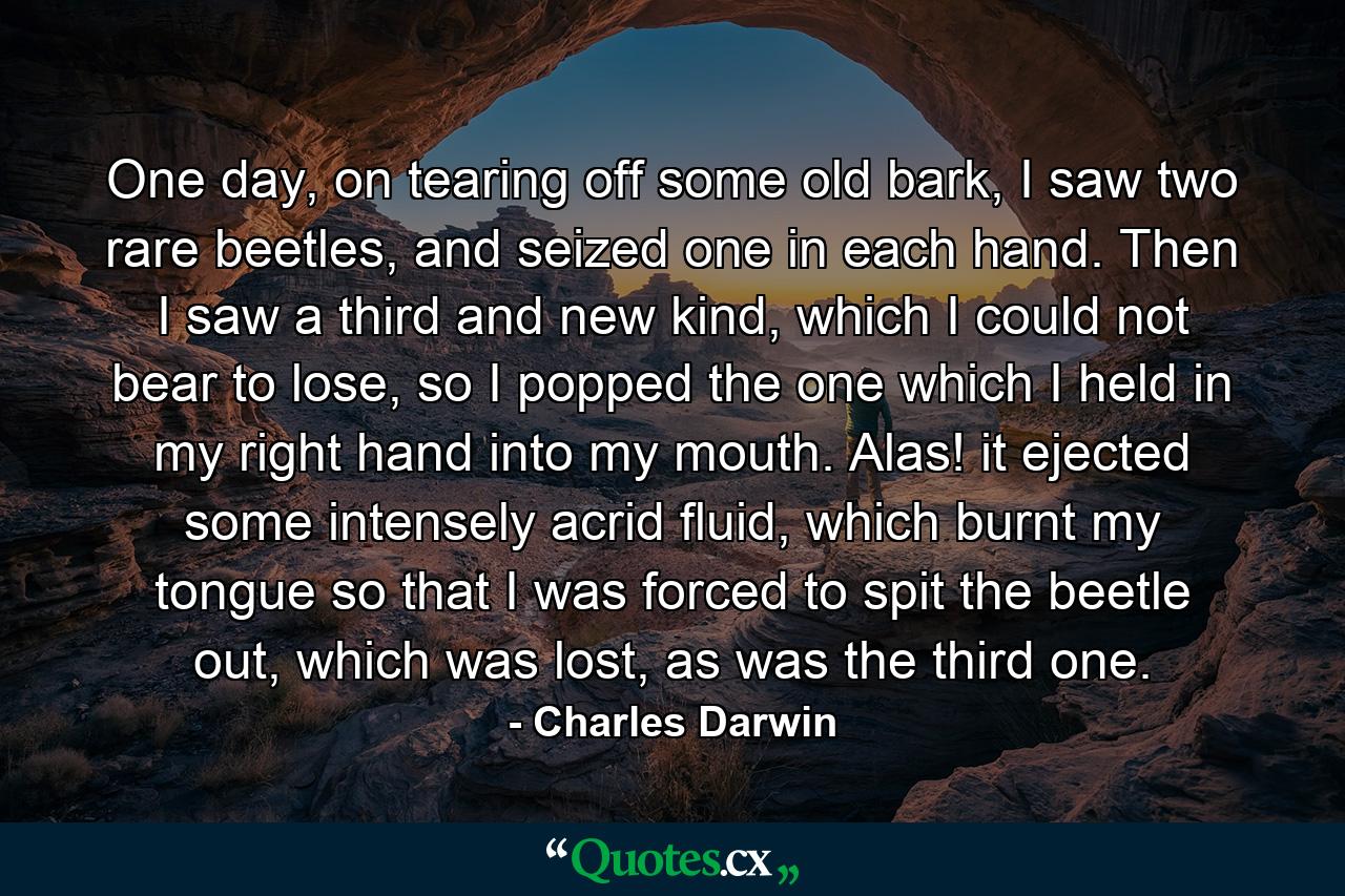 One day, on tearing off some old bark, I saw two rare beetles, and seized one in each hand. Then I saw a third and new kind, which I could not bear to lose, so I popped the one which I held in my right hand into my mouth. Alas! it ejected some intensely acrid fluid, which burnt my tongue so that I was forced to spit the beetle out, which was lost, as was the third one. - Quote by Charles Darwin