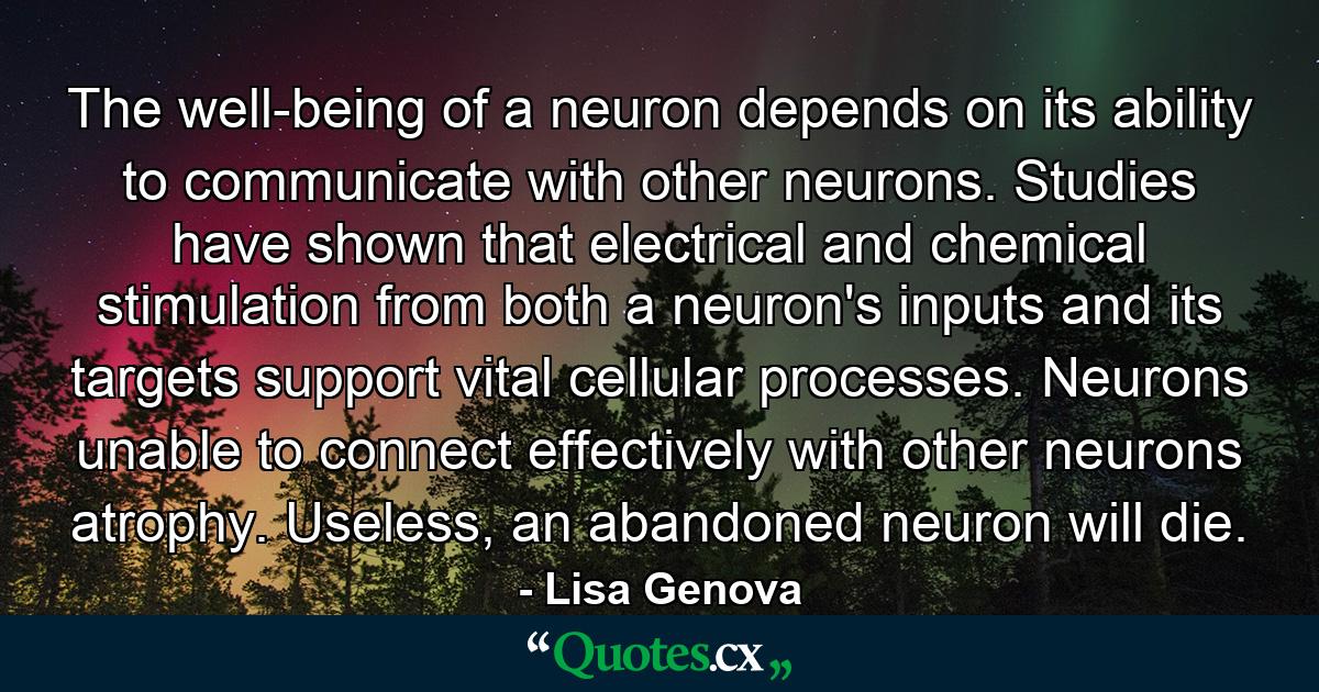 The well-being of a neuron depends on its ability to communicate with other neurons. Studies have shown that electrical and chemical stimulation from both a neuron's inputs and its targets support vital cellular processes. Neurons unable to connect effectively with other neurons atrophy. Useless, an abandoned neuron will die. - Quote by Lisa Genova