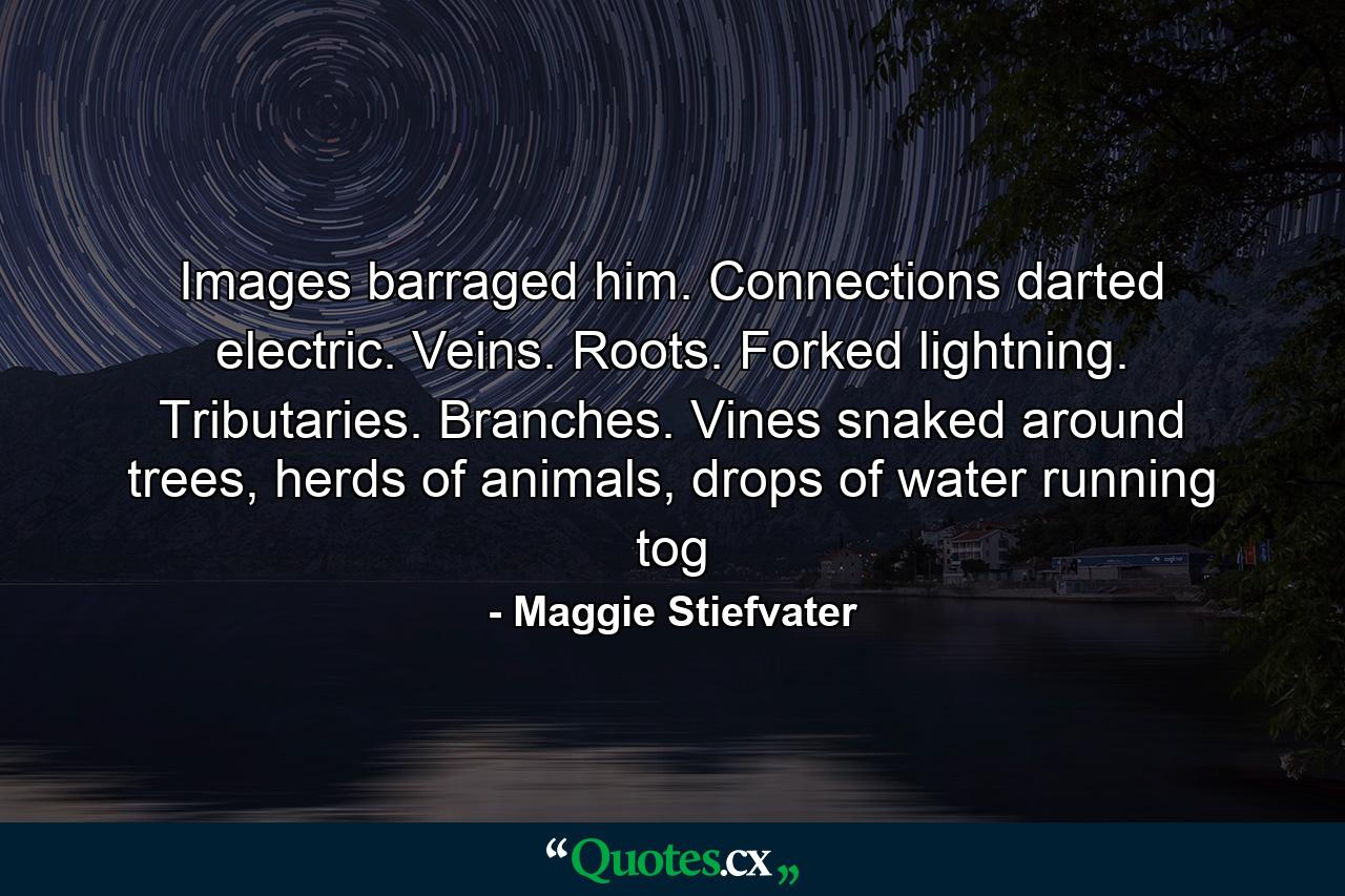 Images barraged him. Connections darted electric. Veins. Roots. Forked lightning. Tributaries. Branches. Vines snaked around trees, herds of animals, drops of water running tog - Quote by Maggie Stiefvater