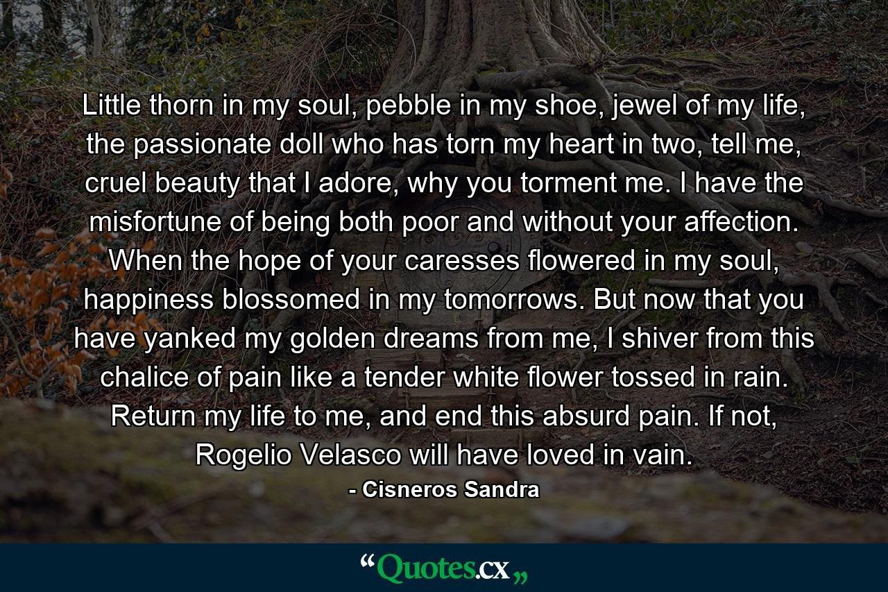 Little thorn in my soul, pebble in my shoe, jewel of my life, the passionate doll who has torn my heart in two, tell me, cruel beauty that I adore, why you torment me. I have the misfortune of being both poor and without your affection. When the hope of your caresses flowered in my soul, happiness blossomed in my tomorrows. But now that you have yanked my golden dreams from me, I shiver from this chalice of pain like a tender white flower tossed in rain. Return my life to me, and end this absurd pain. If not, Rogelio Velasco will have loved in vain. - Quote by Cisneros Sandra